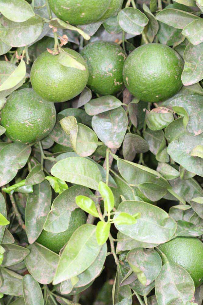              Sun leaves (Riverside, CA)       